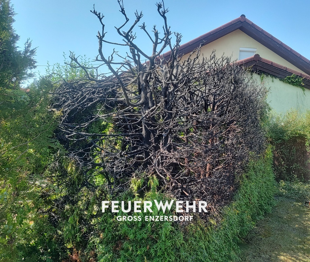 Heckenbrand