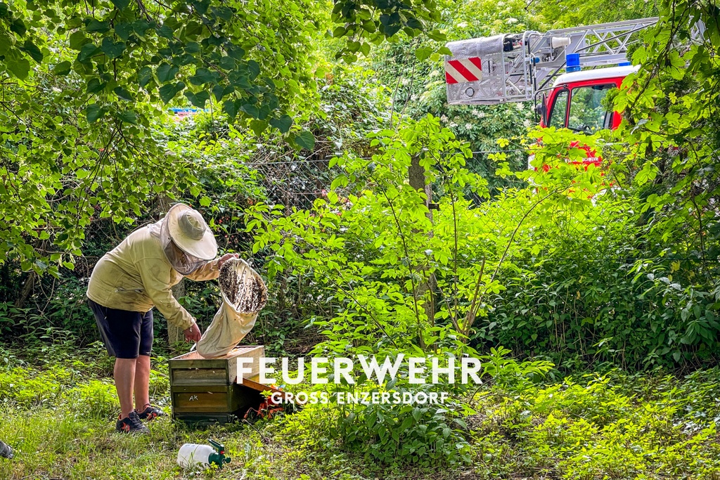 T1 Bienenschwarm neben Fahrradweg