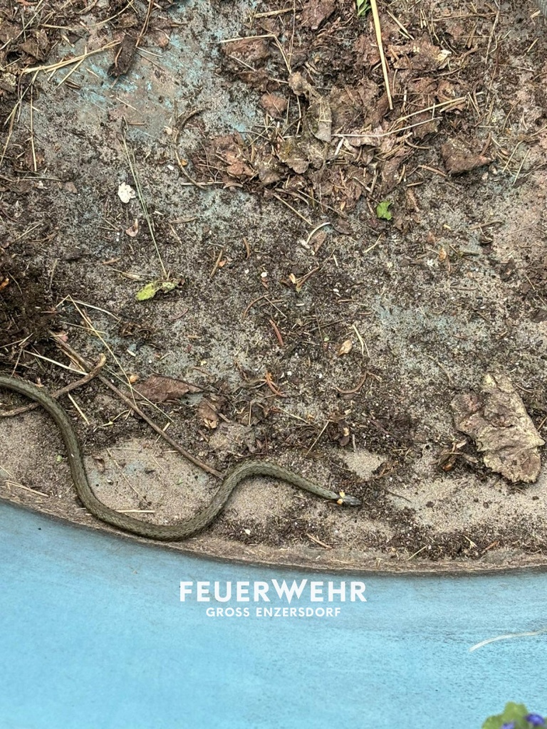 Tierrettung Schlange im Pool