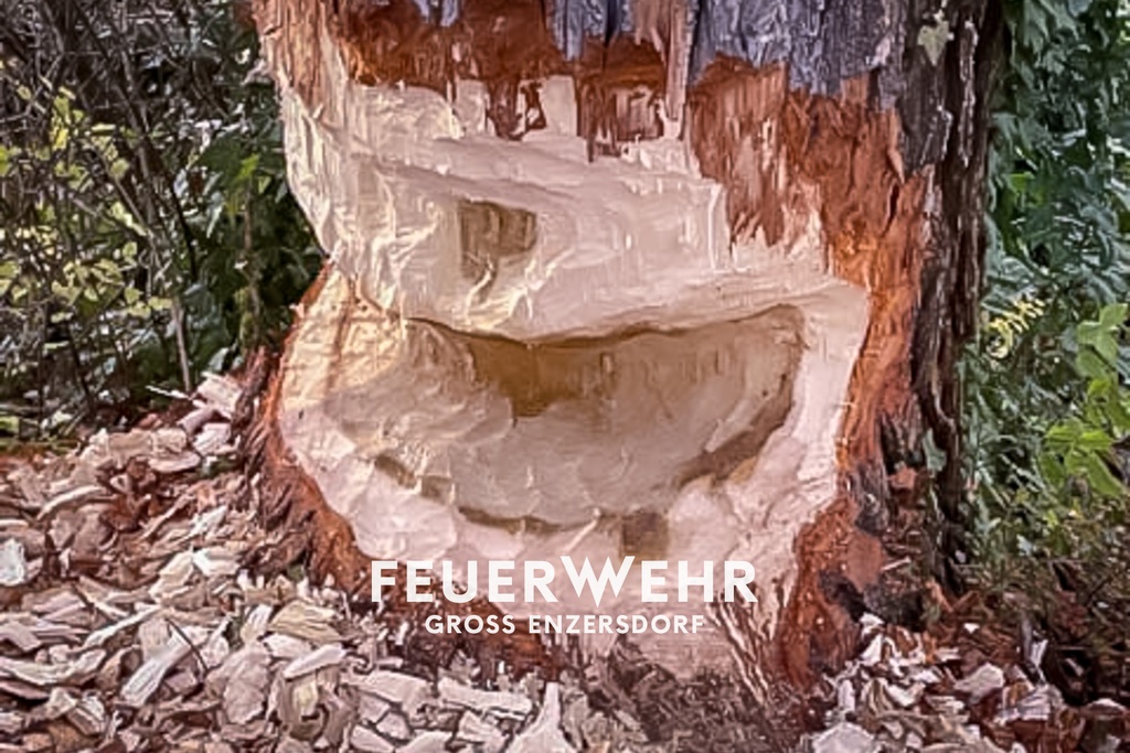 T1 Baum von Biber angebissen
