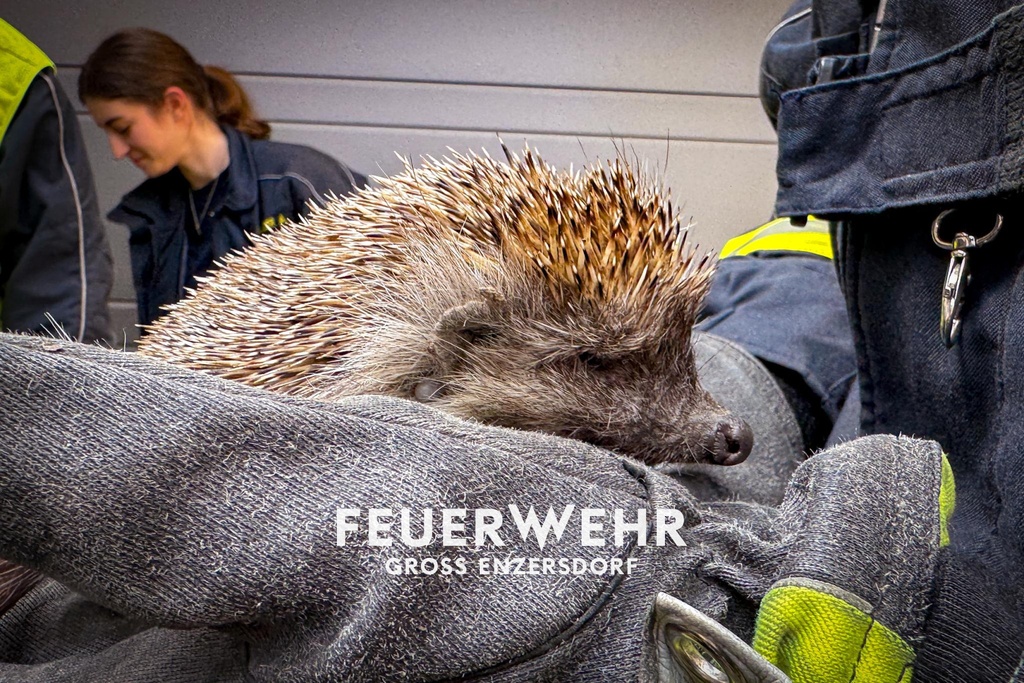 Igel aus Netz befreit