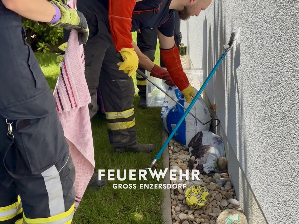 T1 Äskulapnatter im Garten